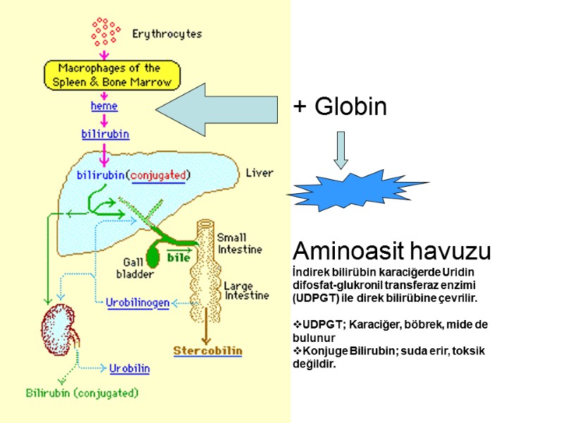 + Globin    Aminoasit havuzu İndirek bilirübin karaciğerde Uridin difosfat-glukronil transferaz enzimi